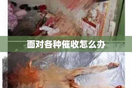 面对各种催收怎么办